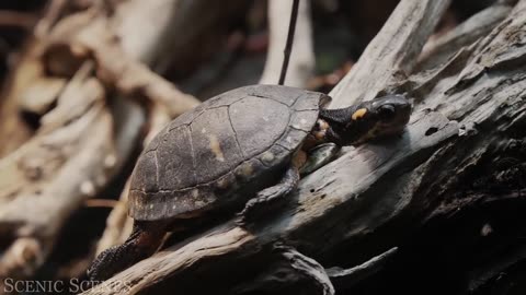 Animals of Amazon 4K - Animals That Call The Jungle Home