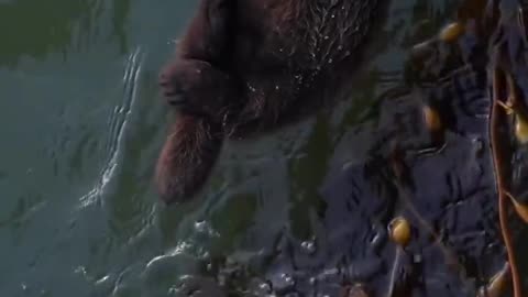 Mother otter settling baby to sleep