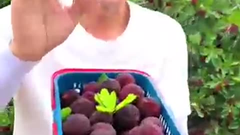 Picking bayberries fruit innatur
