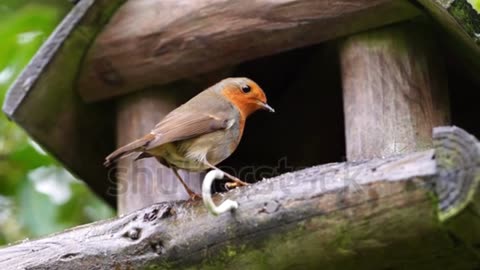 A beautiful closeup of a robin feeding on autumnal rain