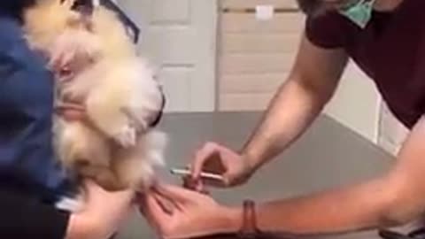 Dog funny injection