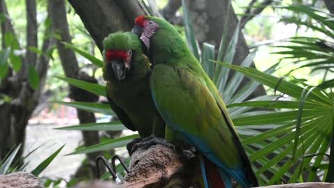 Macaw Military Birds Parrot Macaw Green Cancun