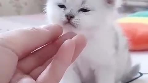 Cute_Kitten_Baby_Cat_Funny_Cat_Videos