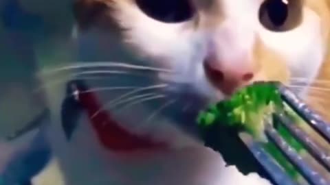 The Best Animal videos of 2023
