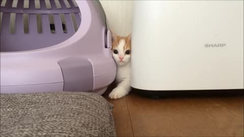 Kitten Stuck Between Two Objects