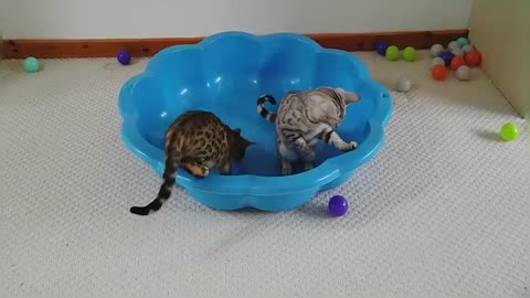 Bengal Kittens Play With Bubbles