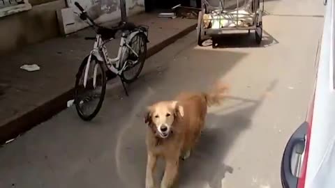 Loyal dog runs after ambulance when owner is taken to hospital