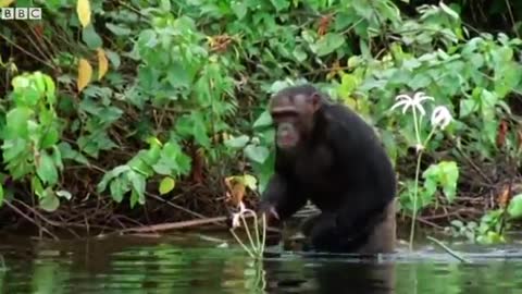 Chimpanzees Go Shopping | Walk On The Wild Side | Funny Talking Animals | BBC Earth