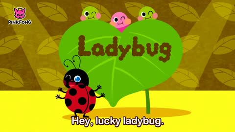 Hey, Ladybug