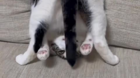 Funny cats 🤣