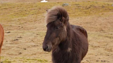 Icelandic Brown Horse Standing On Moss Covered Ground