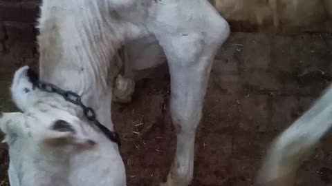 Gurdwara pir jab sahib cow