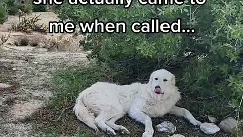 asking my GreatPyrenees the last time