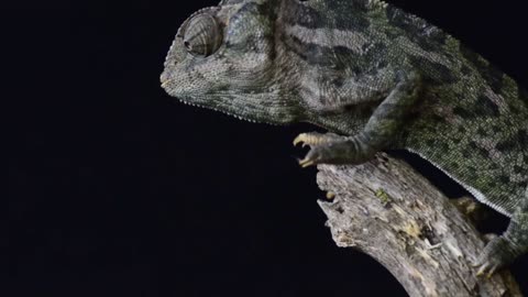 Chameleon Eating a GrassHopper