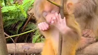 Baby monkey newborn cute animals and Mom 6