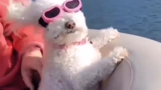 Ocean Life Dog