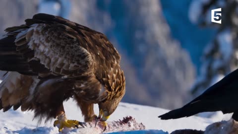 Golden eagle: the master of the Alps