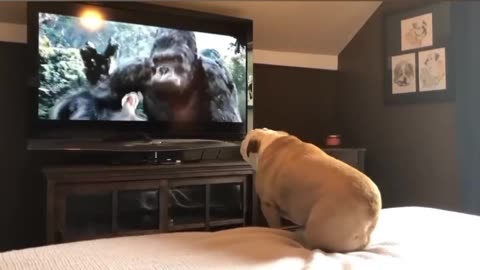 Bulldog_Has_Incredible_Reaction_To_Actress_In_Trouble(720p)
