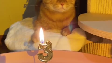 3th!! Happy birthday To my kitty#foryou #Aminal #funnyanimals #cat #birthday #celerbrate