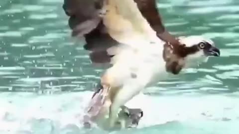 Eagle fight