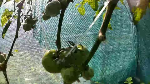 Big Beef Tomato Growth Timelapse