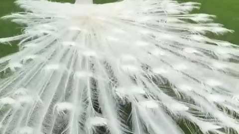 Beautiful white peacock opening feathers.