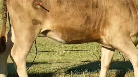 Trying to dart a calf with a bad eye