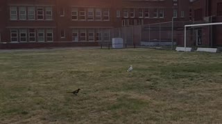 Birds on the soccer field