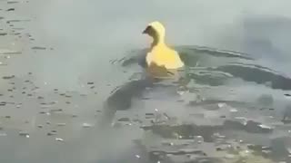 Huge Bass EATS Duck