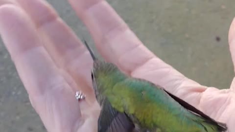 Teacher Releases Hummingbird