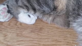 Cat Caught Snoring in Cabinet