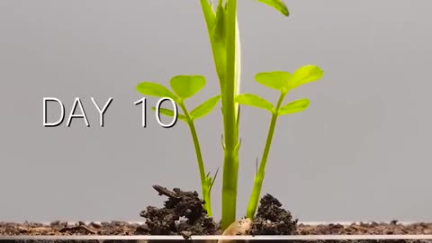 Peanut tree growth