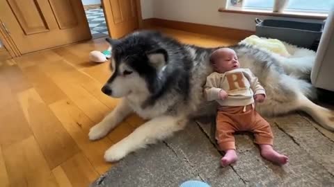 Newborn Baby Has Bodyguard! They Met And It Was Love At First Sight! (Cutest Ever!!)