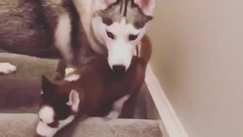 Husky mama teaches pups how to climb stairs