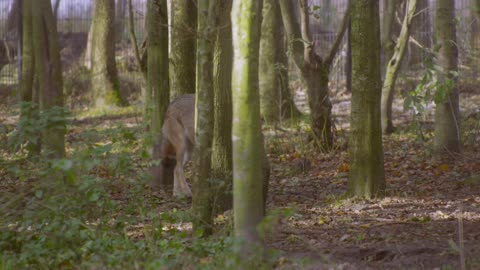 wolf search for hunting