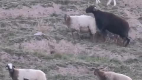 The sheep forage for grass in the grassland. Can the sheep find grass to eat