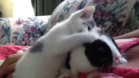 Funny video of a cute kitten cleaning a baby bunny.
