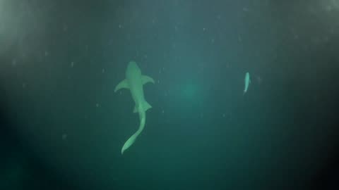 Breathless moments. Night diving at Alimatha House Reef. Maldives