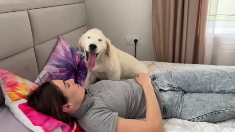 Golden Retriever Puppy Wakes up his Human Mom for a Hug