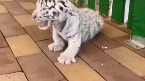 Cute little beast | Tiger cub