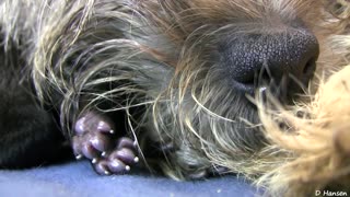 Cairn Terrier's 2 Hours Old Puppies