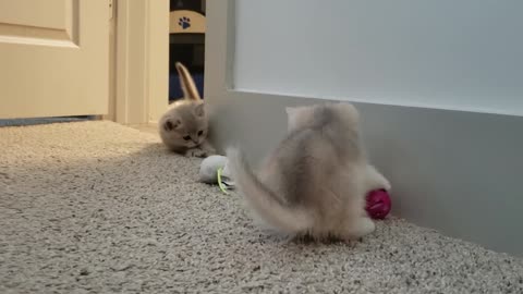 Golden British Short hair Kittens Playing With Toy