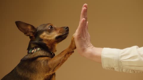 High Five Superstar: Dog's Incredible Talent Will Amaze You! 🐶✋