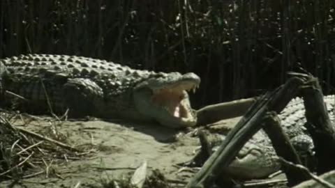 Attenborough's Life on Earth -07-Victors of the Dry Lands-1979