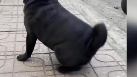Baby dog funny movements 😂😂🤣