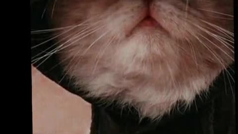 Cat funny video