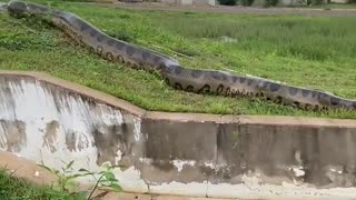 THE GIANT SNAKE