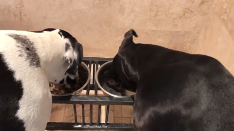 Chatty Cat Doesn't Want To Share Catnip Treats With Talkative Great Danes.mp4