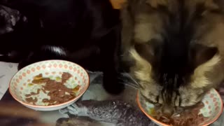 Kitties dining