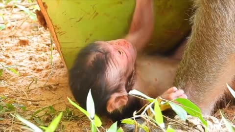 Monkey mom with her newborn baby boy.